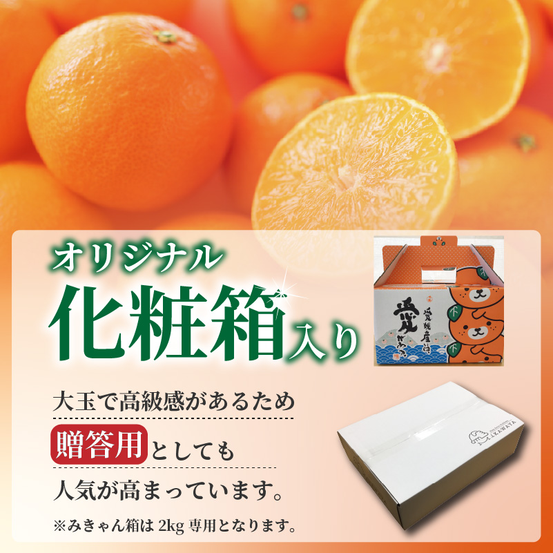愛媛 みかん 愛果28号 贈答用 2kg あいか 【先行予約 2025年12月上旬から発送】 |  紅まどんな と同品種 柑橘 みかん まどんな 柑橘 みかん 果物  おすすめ 高級 人気 お取り寄せ グルメ ギフト ご当地 送料無料 愛媛県 松山市 贈答用 2kg