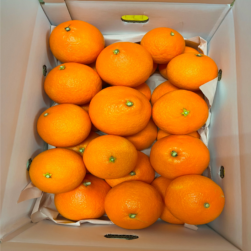 ご家庭用 愛果28号 (紅まどんな と同品種) 5kg 【2025年11月下旬ごろ発送予定】 5kg