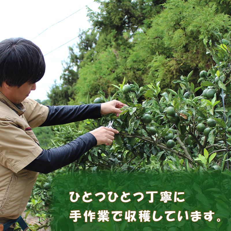 【2025年12月から順次発送】 愛果28号 (紅まどんな と同品種) 小玉 5kg(30～40個) ｜紅まどんな と同品種 みかん 愛果 蜜柑 松山市産みかん 柑橘 ミカン 蜜柑 みかん 果物 オススメみかん フルーツ あいか みかん 松山 愛媛 5kg