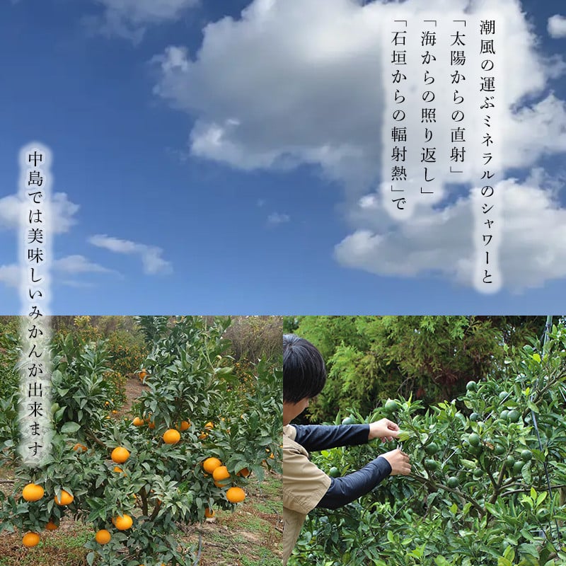 【2026年3月から発送予定】 愛果48号 小玉 2kg 愛媛県 中島産 |あいか 家庭用 先行予約 高級 蜜柑 ミカン みかん ジューシー 甘い  柑橘  人気 お取り寄せ  期間 数量 限定 愛媛 松山