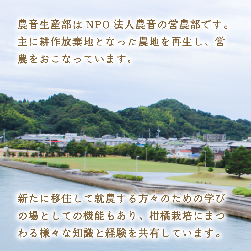 【2026年1月下旬より発送】ブラッドオレンジ 2kg | 数量選択可 みかん ミカン 蜜柑 柑橘 数量限定 愛媛県産 松山市 中島 低農薬 愛媛 ふるさと納税 2kg ¥7,000