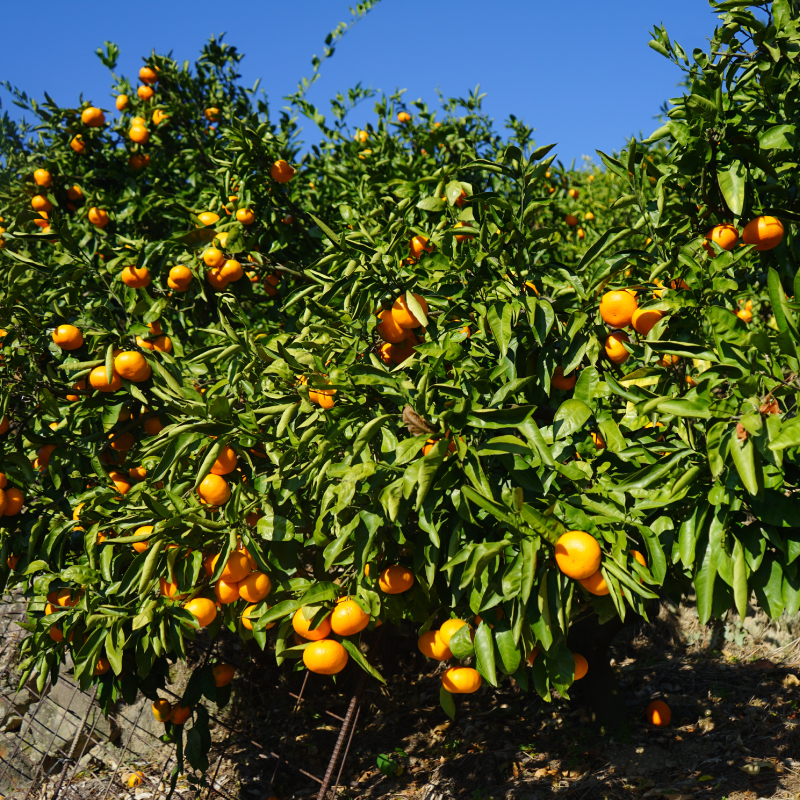 【12月から発送】柑橘定期便 全4回 5kg × 4回 計20kg 品種おまかせ | 家庭用 みかん 温州 蜜柑 ミカン 果物 フルーツ 定期便 旬 季節限定 数量限定 NPO法人農音 愛媛県 松山市 中島 農音 5kg×4回 ¥50,000