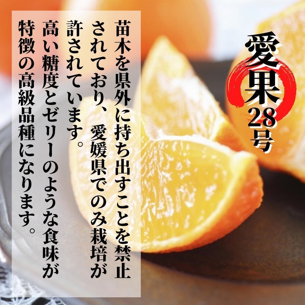 プレミアム 愛果28号 (紅まどんな と同品種) 化粧箱入 【2025年12月頃から順次発送】