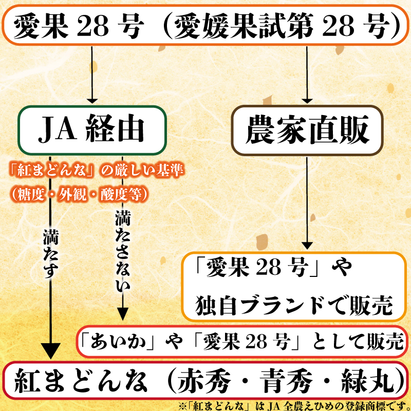  愛果28号 (紅まどんな と同品種) 約2.8kg 良品 【2025年12月頃から順次発送】 2.8kg