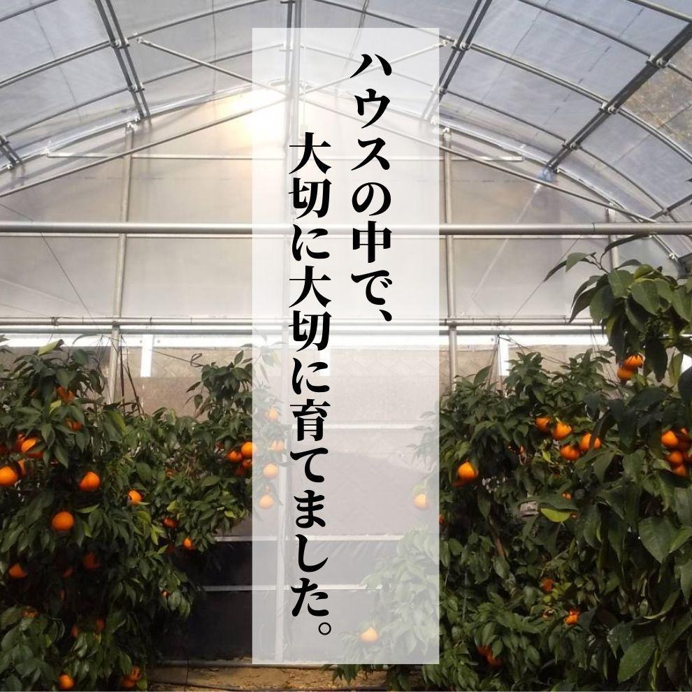  愛果28号 (紅まどんな と同品種) こだわりのハウス栽培 化粧箱入 【2025年12月頃から順次発送】