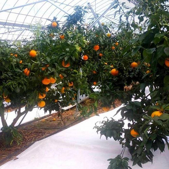  愛果28号 (紅まどんな と同品種) 約1.5kg 家庭用 【2025年12月から順次発送】 | みかん 先行予約 蜜柑 柑橘 果物 くだもの フルーツ お取り寄せ グルメ 期間限定 数量限定 人気 おすすめ 愛媛県 松山市 1.5kg