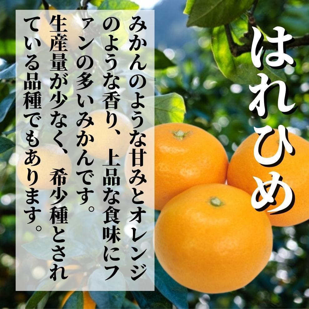 【早期予約受付中！2025年12月～順次発送】二種のみかん食べ比べ箱 【愛果 28 号・はれひめ】 約 1.5kg 家庭用 みかん 先行予約 蜜柑 柑橘 果物 くだもの フルーツ お取り寄せ グルメ 期間限定 数量限定 人気 おすすめ 愛媛県 松山市 1.5kg
