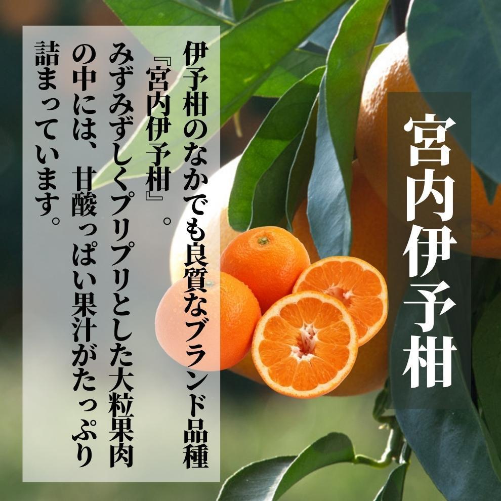 【早期予約受付中！2026年2月～順次発送】【三種のみかん食べ比べ箱】せとか・はるか・伊予柑 約1.5kg 家庭用　 | 愛媛 みかん 先行予約 蜜柑 柑橘 果物 くだもの フルーツ お取り寄せ グルメ 期間限定 数量限定 人気 おすすめ 愛媛県 松山市