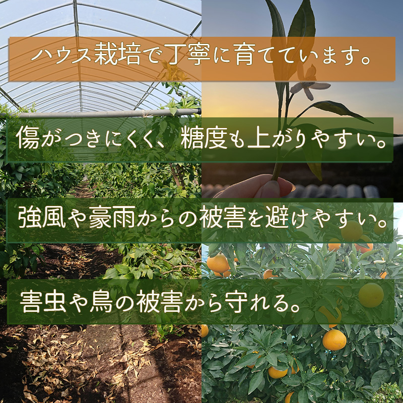 【先行予約】あいか 訳あり ご家庭用 2.5kg 愛果28号 【11月下旬から発送】 | あいか 紅まどんな 紅マドンナ と 同品種 みかん まどんな ワケアリ 柑橘 みかん 果物 おすすめ 高級 人気 お取り寄せ グルメ ギフト 期間 ご当地 愛媛県 松山市 蓮果園 2.5kg ¥12,000
