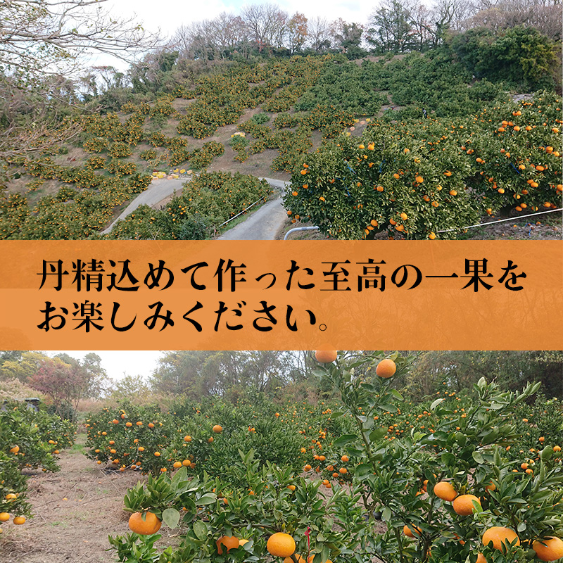 【2026年2月下旬から発送】  せとか 家庭用 2.5kg みかん