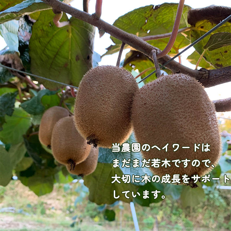 【先行予約】【2025年11月上旬から発送】キウイフルーツ ヘイワード約2.5㎏ 大中小サイズ混合 家庭用 | 松山市産 キウイ 果物 くだもの  フルーツ おすすめ 人気  お取り寄せ 期間限定 数量限定 ご当地 愛媛県 松山市 2.5kg