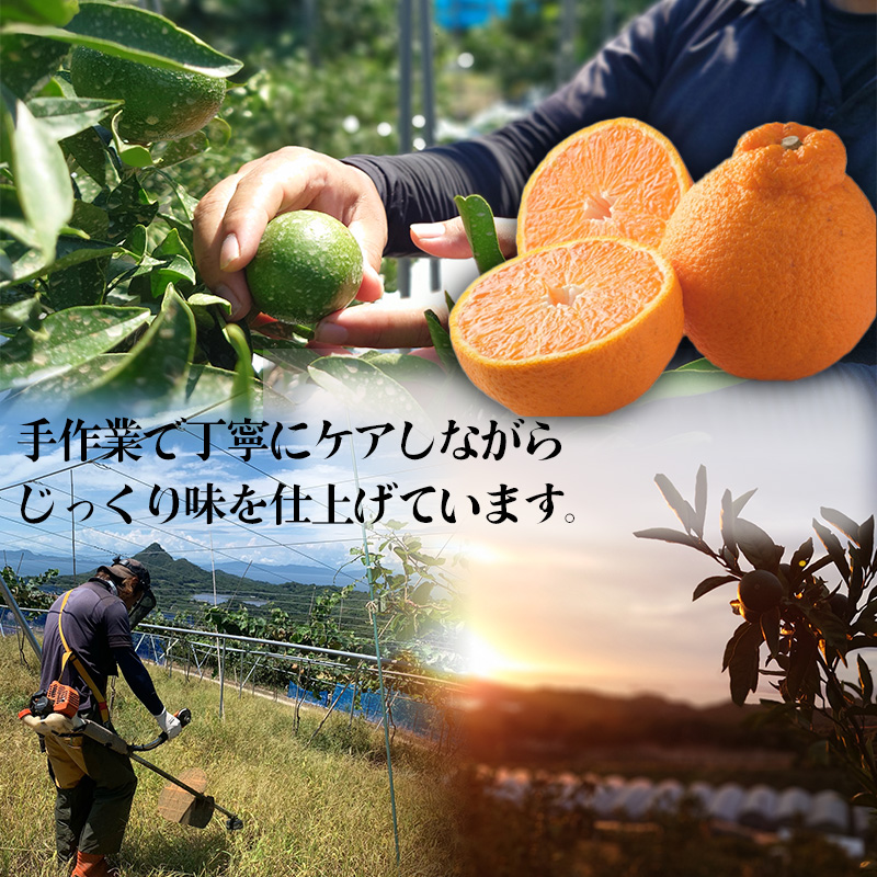 【先行予約】【3月上旬から発送】 不知火(デコポンと同一品種) 美品 約 2.5kg | 蜜柑 柑橘 みかん 果物 くだもの フルーツ おすすめ 高級 人気 お取り寄せ グルメ ギフト 期間限定 数量限定 ご当地 愛媛県 松山市