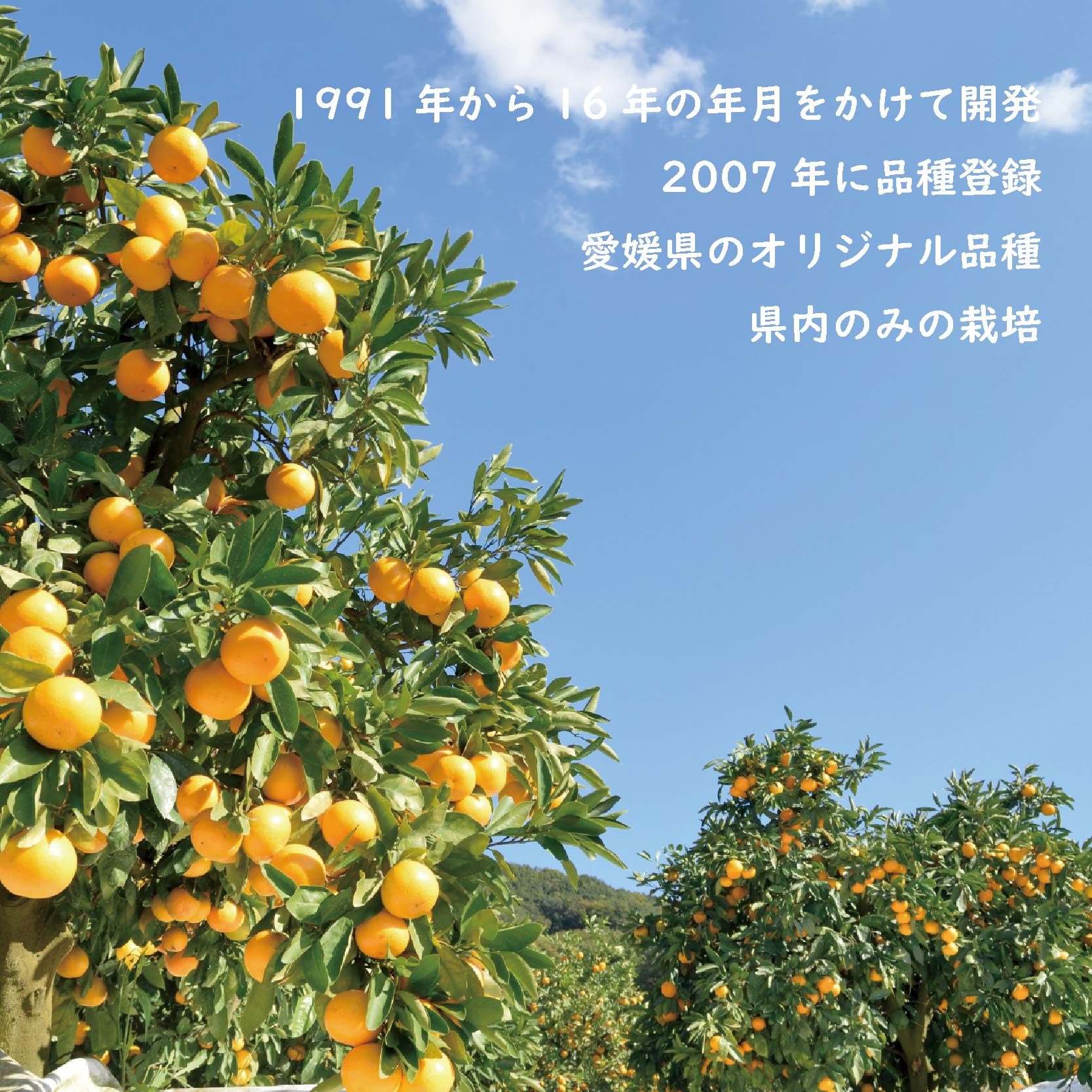 先行予約】 紅まどんな 約3キロ ( 9~15玉入り) 化粧箱入り 2024/12/15まで受付: 松山市ANAのふるさと納税