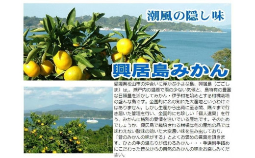 【11月中旬ごろから順次発送】ごご島みかん 約5kg | みかん 蜜柑 柑橘 青果