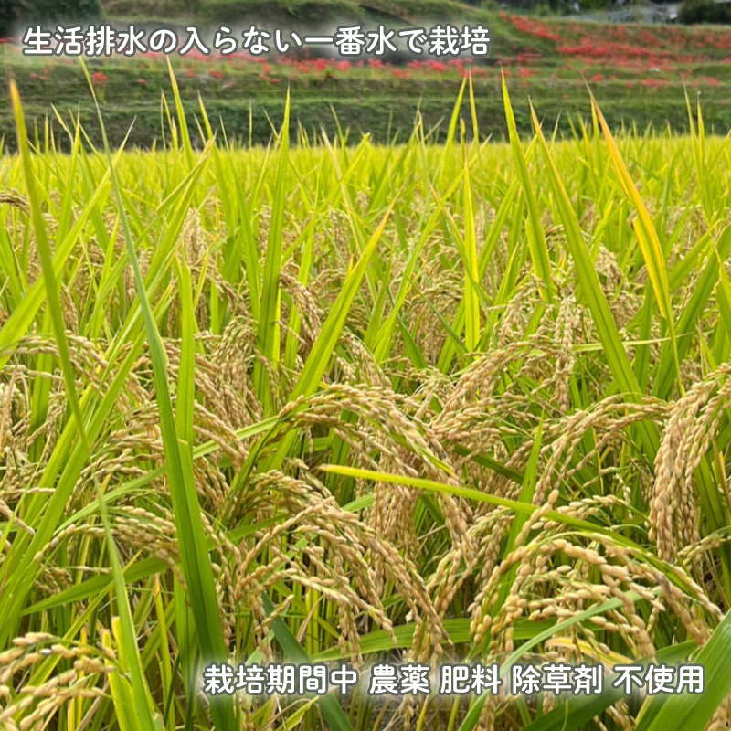 【先行予約】 野菜 米 セット カレー用 農薬不使用 自然栽培 | お米 野菜 里芋 玉ねぎ 人参 さつまいも 農薬 不使用 カレー カレーライス 期間限定 愛媛県 松山市