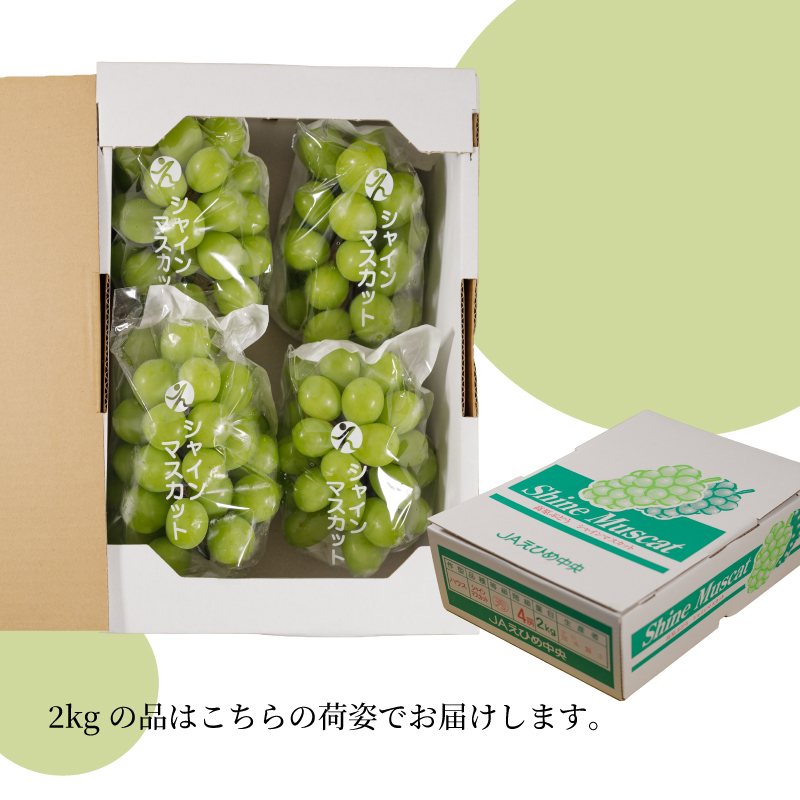 【先行予約 2026年8月下旬から発送】  シャインマスカット 1kg または 2kg 秀品 シャインマスカット マスカット ますかっと ぶどう ブドウ 葡萄 種無し 果物 くだもの フルーツ 旬 期間限定 愛媛県 松山市 1kg(2房または3房) ￥10,000