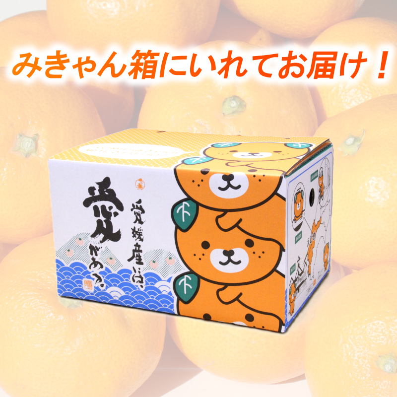 【年内発送】【2025年発送】 興居島みかん 約3kg（L～Sサイズ） みかん 柑橘 興居島 ごごしま ブランド 愛媛県 松山市 3kg(1ケース)