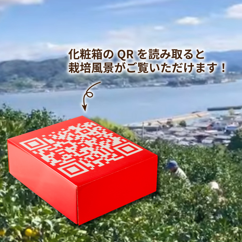 【年内発送】 あいか（紅まどんな と同品種） 2kg 愛果28号 愛媛 みかん あいか あいか28号 愛果 愛果28号 紅マドンナ 紅まどんな と同品種 蜜柑 アイカ 柑橘 果物 贈答 愛媛のみかん くだもの フルーツ あいか ご家庭用 みかん 数量限定  愛媛県産 ミカン 愛果28号 愛媛県 松山市