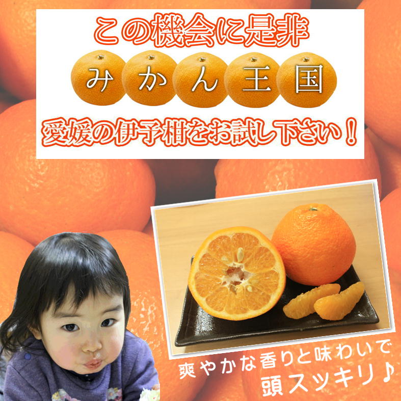 【先行予約】【2026年2月上旬～2月下旬頃発送】 みきゃんいよかん 2kg｜ いよかん 伊予柑 イヨカン みきゃん 柑橘 取り寄せ 甘いみかん ギフト 愛媛県産 ミカン みかん mikan 蜜柑 フルーツ 果物 くだもの お取り寄せ 産地直送 数量限定 人気 おすすめ 送料無料 贈答 ギフト 愛媛県 松山市