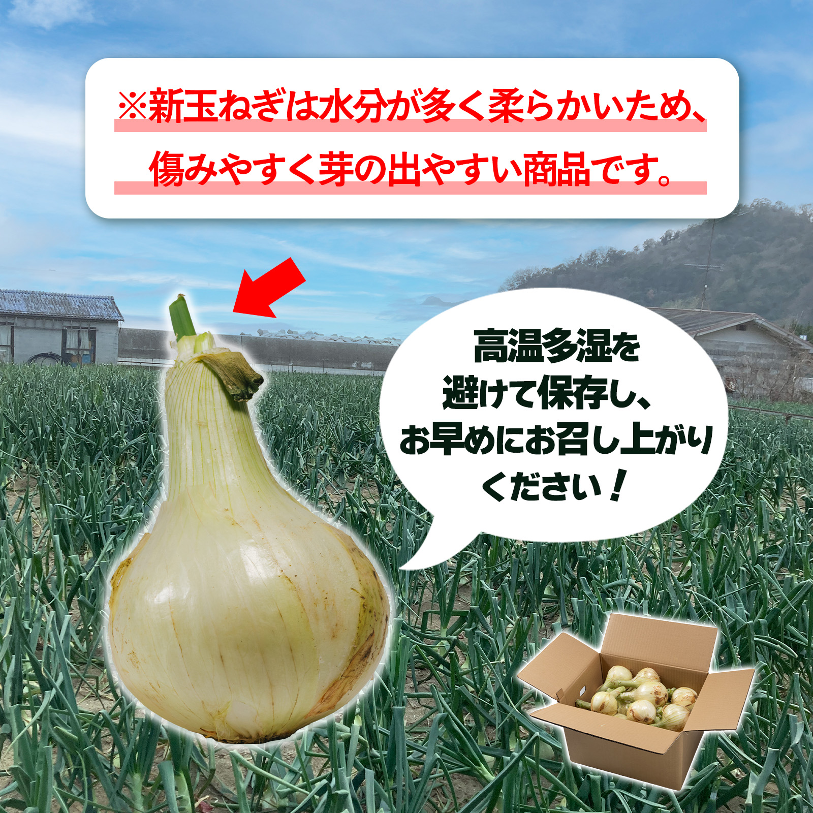 【先行予約】 津和地新玉ねぎ 3kg【津和地ブランド玉ねぎ】愛媛 松山 ブランド玉ねぎ 津和地島産 野菜 農家直送 期間限定 たまねぎ ドレッシング スープ ハンバーグ サラダ 人気 おすすめ 3kg