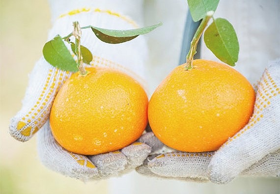 【1月中旬から発送】 甘平(かんぺい)＜秀品＞約3kg【贈答用化粧箱入り】