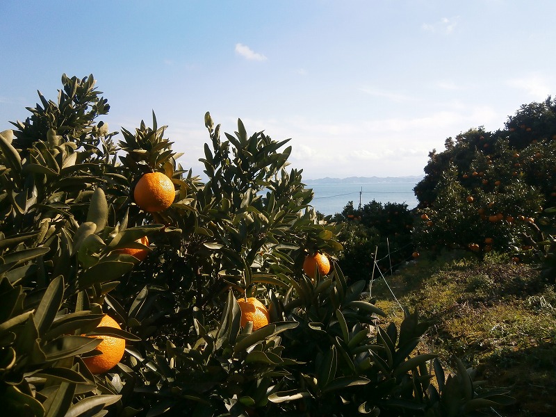 【先行予約】【2026年2月上旬から発送】不知火(しらぬい)＜家庭用・優品＞約2.5kg