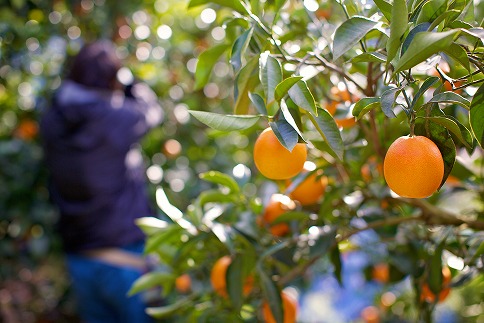 【先行予約】【2026年3月中旬から発送】 ブラッドオレンジ＜秀品＞約5kg