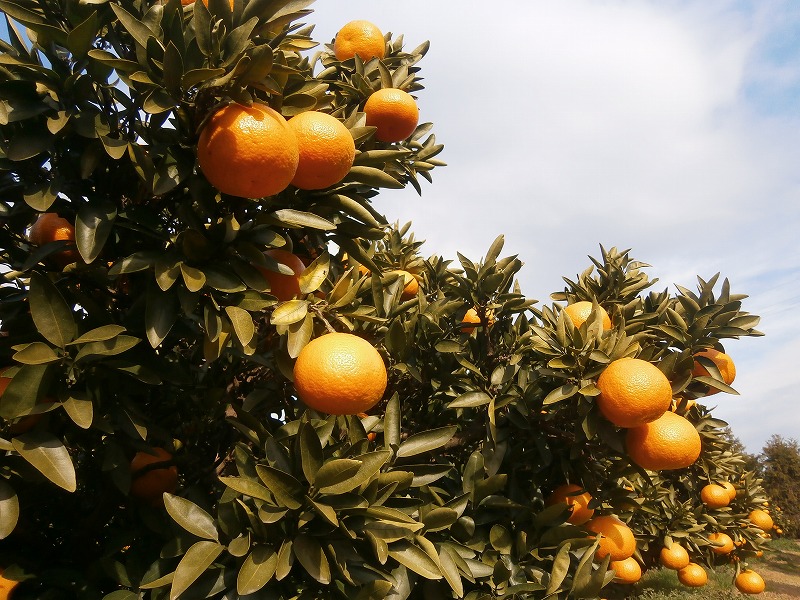 【先行予約】【2025年12月中旬から発送予定】温州みかん「南柑20号」 <家庭用(優品)・小玉> 約5kg