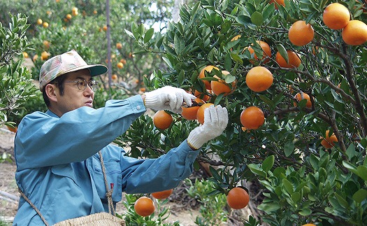 みかんジュース  みかんジュース 「丸しぼり果汁」 720mｌ×2本 化粧箱入 希望の島