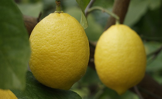 レモン果汁 150mｌ×6本 希望の島