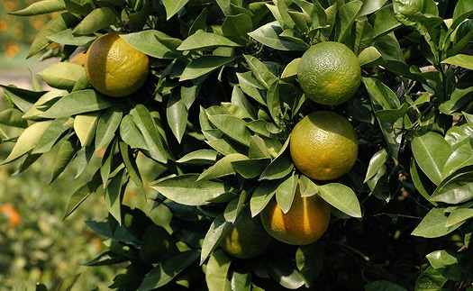 だいだい果汁 150ml×6本 希望の島