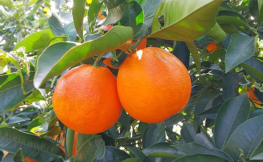 ブラッドオレンジ（タロッコ） 3kg 【2026年3月中旬から発送予定】 柑橘 みかん ミカン 愛媛 中島産 希望の島