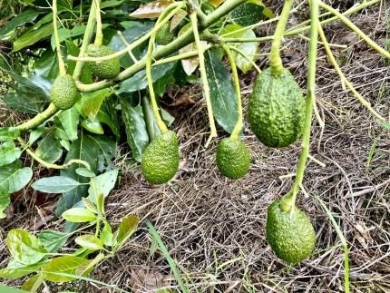 【先行受付】油分たっぷり！！露地栽培の国産アボカド 1kg | アボカド 国産 ベーコン フェルテ ピンカートン ヘルシー ダイエット 美容 愛媛県 松山市