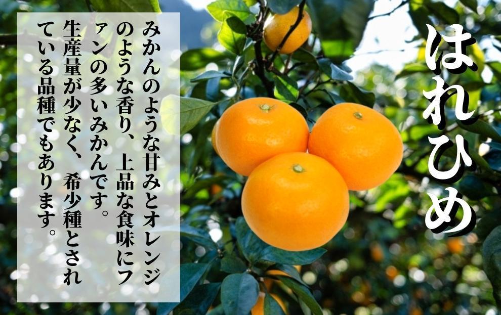 【早期予約受付中！2025年12月～順次発送】二種のみかん食べ比べ箱 愛果28号・はれひめ(家庭用)約 2.8kg 2.8kg