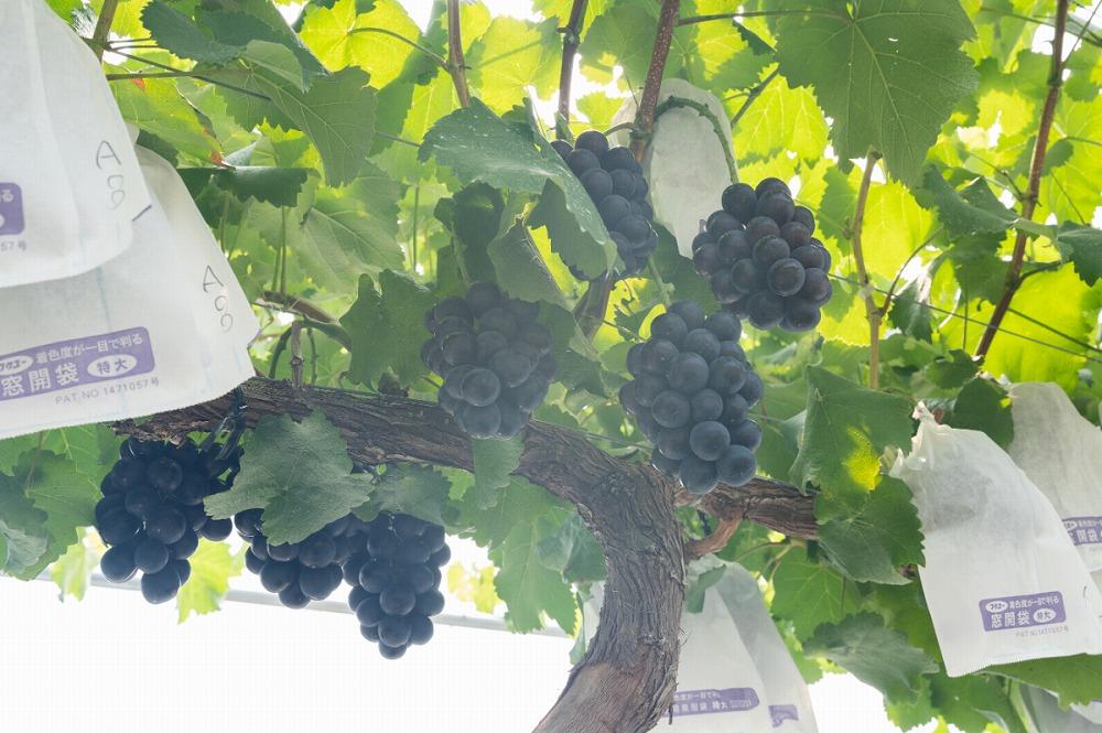 マスカット 2025収穫分先行予約 シャインマスカット ぶどう 大粒 特選 ぶどう宝石箱 ギフト ナガノパープル 約 600g 18粒 ずつ 1箱 36粒