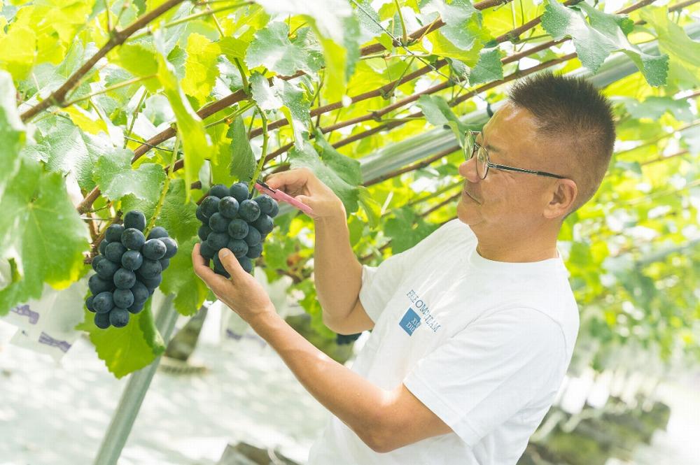 【2025収穫分先行予約】 ぶどう ナガノパープル 2房 約 1.1kg 旬 時期 愛媛