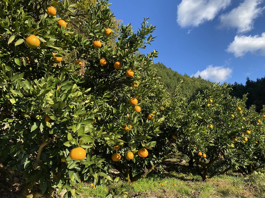 【2026年1月中旬より発送】自然栽培 宮内伊予柑 皮ごとストレート 300ml 6本 ジュース 果汁100％ 愛媛県産