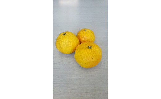 みかん 媛小春 2kg 【2026年3月上旬から発送予定】 愛媛 中島産 希望の島