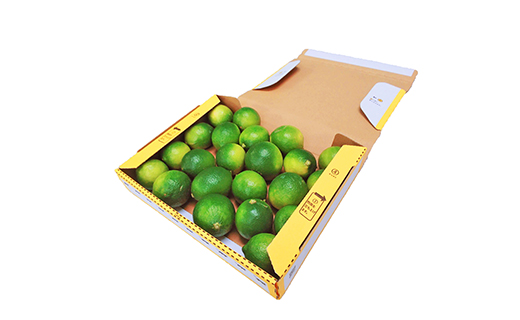 ライム 国産 1kg 小玉～中玉【10月上旬から発送予定】  | 柑橘 ライム  ライム 柑橘 中島 ライム 柑橘 ライム  ライム 愛媛県産 ライム 柑橘 ライム  ライム