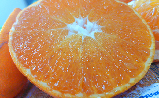 【2026年2月中旬から発送】ジャンボ甘平 特大（6L以上） 約1kg（2玉）【2月中旬から発送予定】 化粧箱入 愛媛県産 柑橘 みかん 希望の島