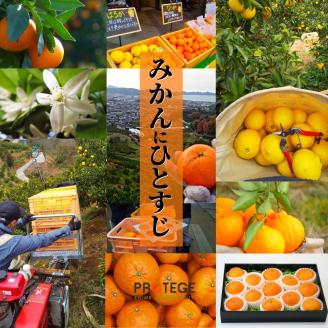 プレミアム【せとか】 化粧箱入 ＜2026年2月~3月頃発送＞