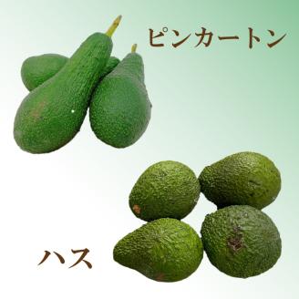 松山市産 アボカド 800g＜11月上旬から発送予定＞