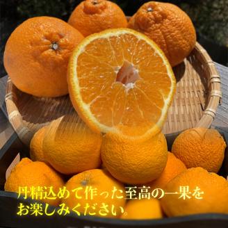 【2026年2月下旬から発送】 不知火（デコポンと同一品種） B品 家庭用 5kg 品 家庭用3kgフルーツ 果物 みかん オレンジ 柑橘 愛媛県松山市 愛媛県 松山市 愛媛 松山 常温 常温便 常温配送 常温発送 約5kg