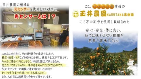【先行予約】【2026年2月上旬頃発送】【特選】玉井農園のいよかん 5kg（3L～Lサイズ）