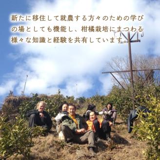 【2025年11月から発送】 レモン 2kg ( 14- 18玉 ) 檸檬 数量限定 愛媛県産 松山市 中島 2kg