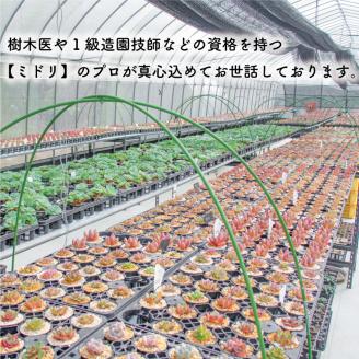多肉植物 エケベリア 6種 おまかせセット