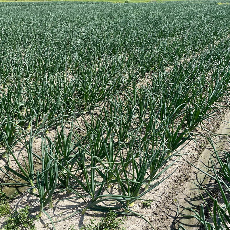 【2026年6月から発送予定】 松山市北条産 風早の里 玉ねぎ 7kg | 玉葱 たまねぎ 野菜 やさい 野菜炒め 焼きそば カレー 味噌汁 料理 調理 お取り寄せ グルメ 人気 おすすめ 愛媛県 松山市