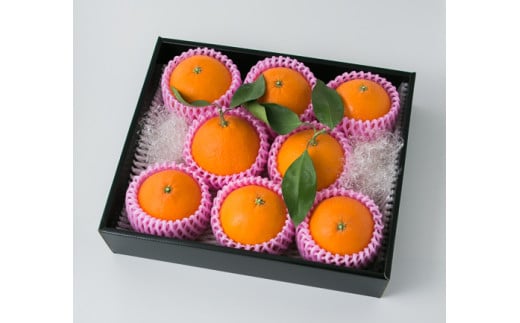 【発送は11月下旬から】 松山市産 愛果28号 L～3L