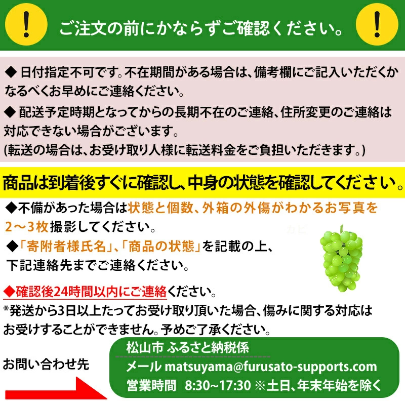 【先行予約】★8月下旬から発送★ 松山市産 シャインマスカット 1房 ピオーネ 1房のセット 計900g ぶどう 葡萄 フルーツ 果物 産地直送  期間限定 先行予約 くだもの ぶどう 葡萄 ブドウ 大粒 おすすめ 人気 旬 フルーツ
