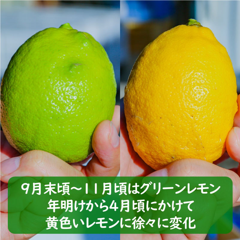 【先行予約】 瀬戸内レモン 1.2kg
